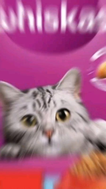 Ração Whiskas #gato #animal #racao #comida #whiskas