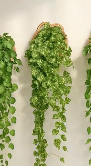 trepadeiras de hera e vaso trançado marrom. Um toque verde e elegante para qualquer ambiente. #decoracao #plantasdecorativas  #casabonita #design